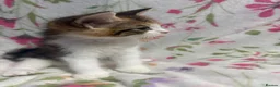 Mixed Breed cats for sale: Kittens in Burton-on-Trent - Advert 10