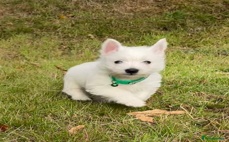 West Highland Terrier dogs - Advert 1