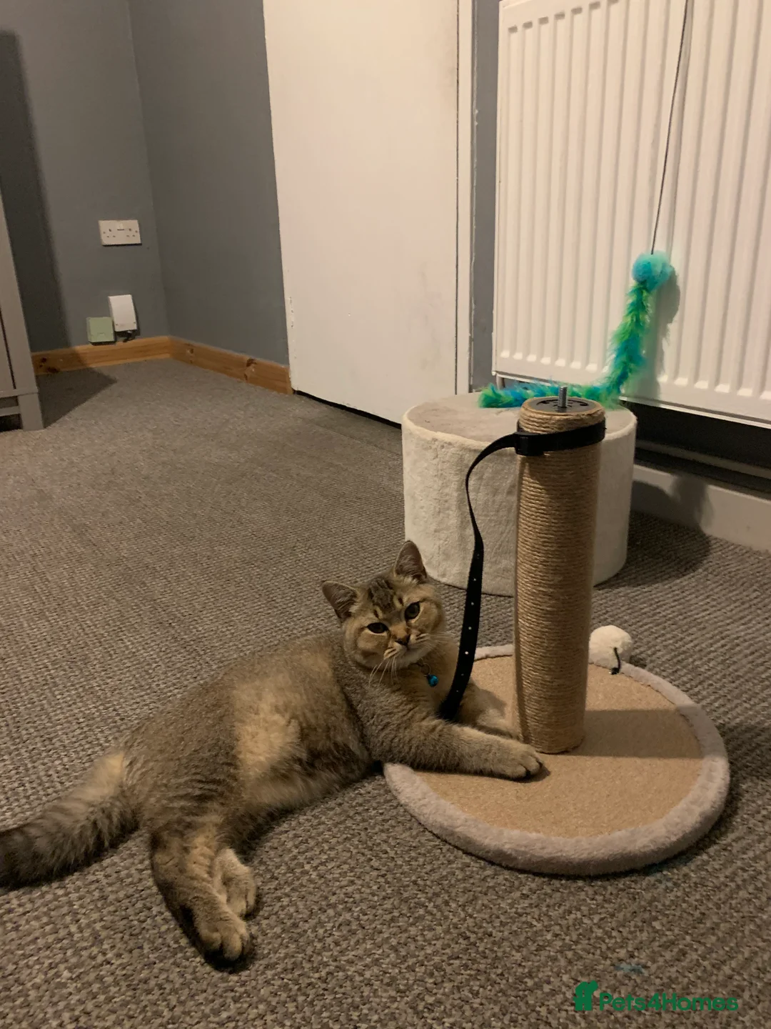 British Shorthair cats for sale: Chunky British shorthair - Advert 2