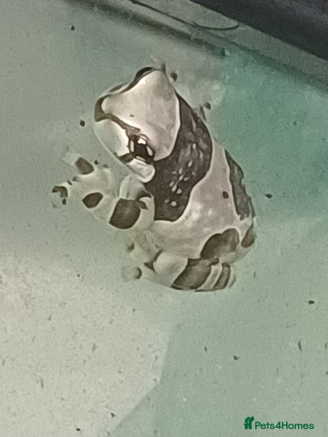 Frog reptiles for sale: Milk Tree Frogs - Advert 3