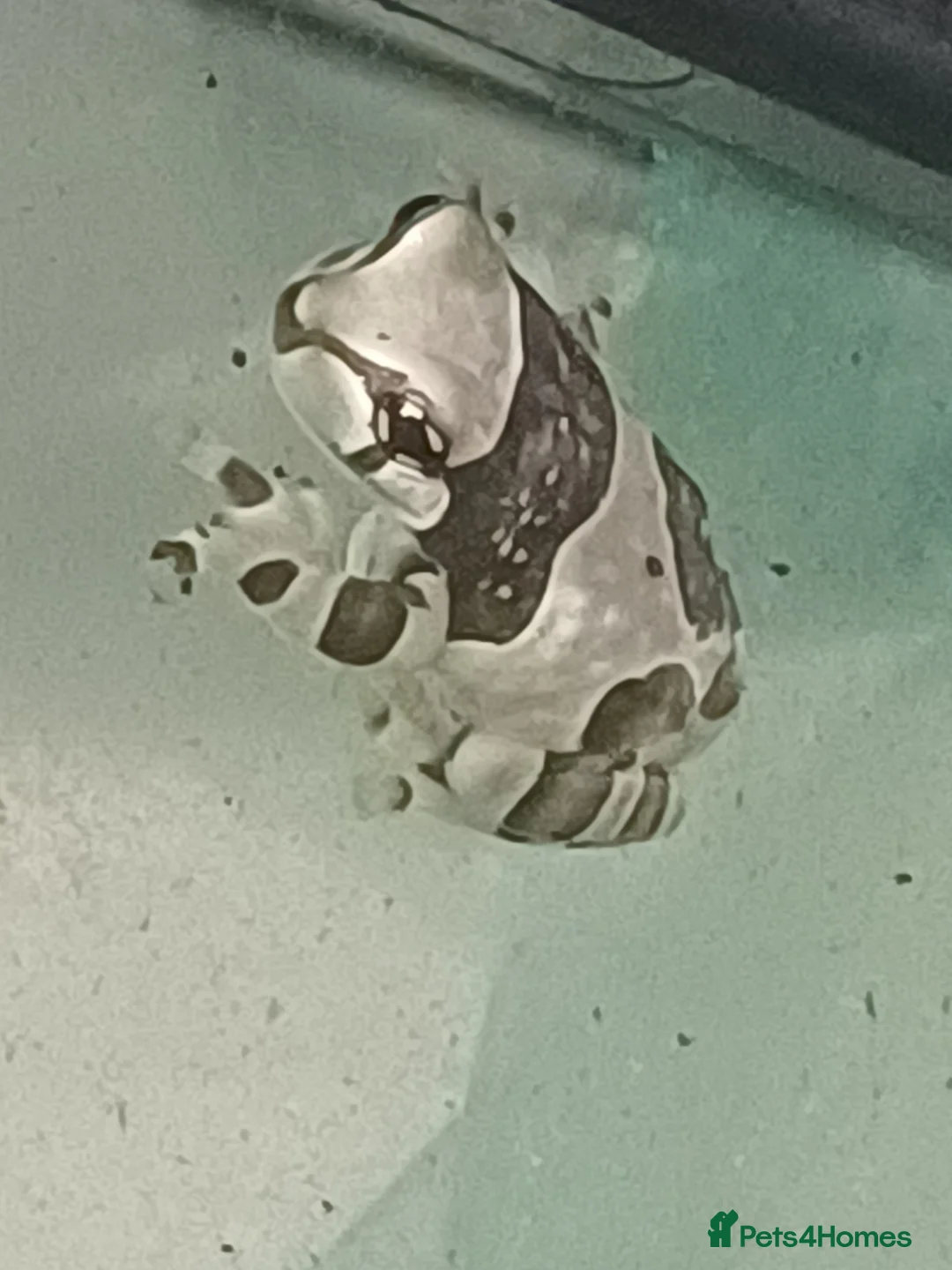 Frog reptiles for sale: Milk Tree Frogs - Advert 3