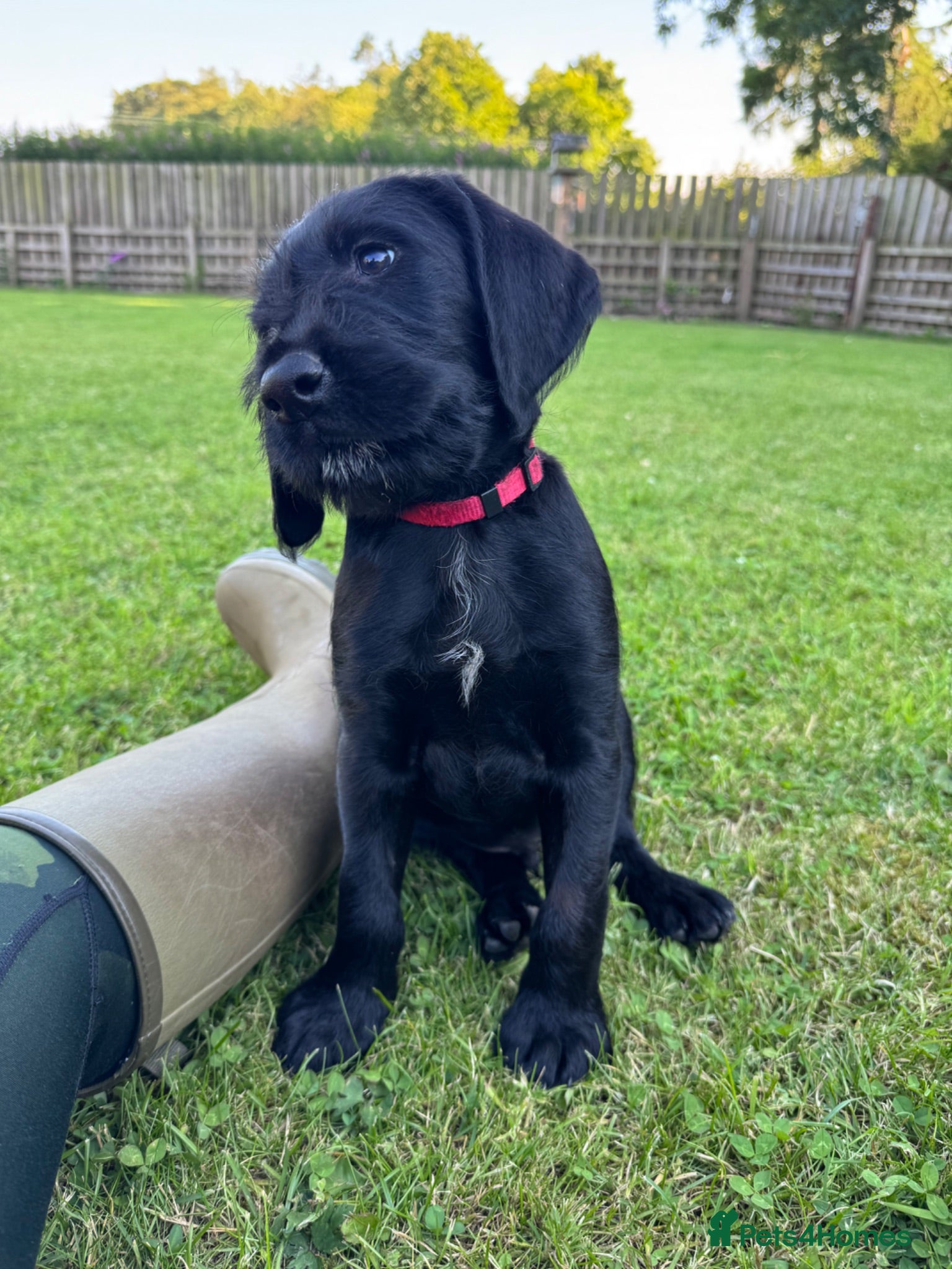 Mixed Breed dogs 🌟Ready Now🌟 GWPxLab - Advert 2