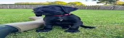 Mixed Breed dogs for sale: 🌟Ready Now🌟 GWPxLab - Advert 2