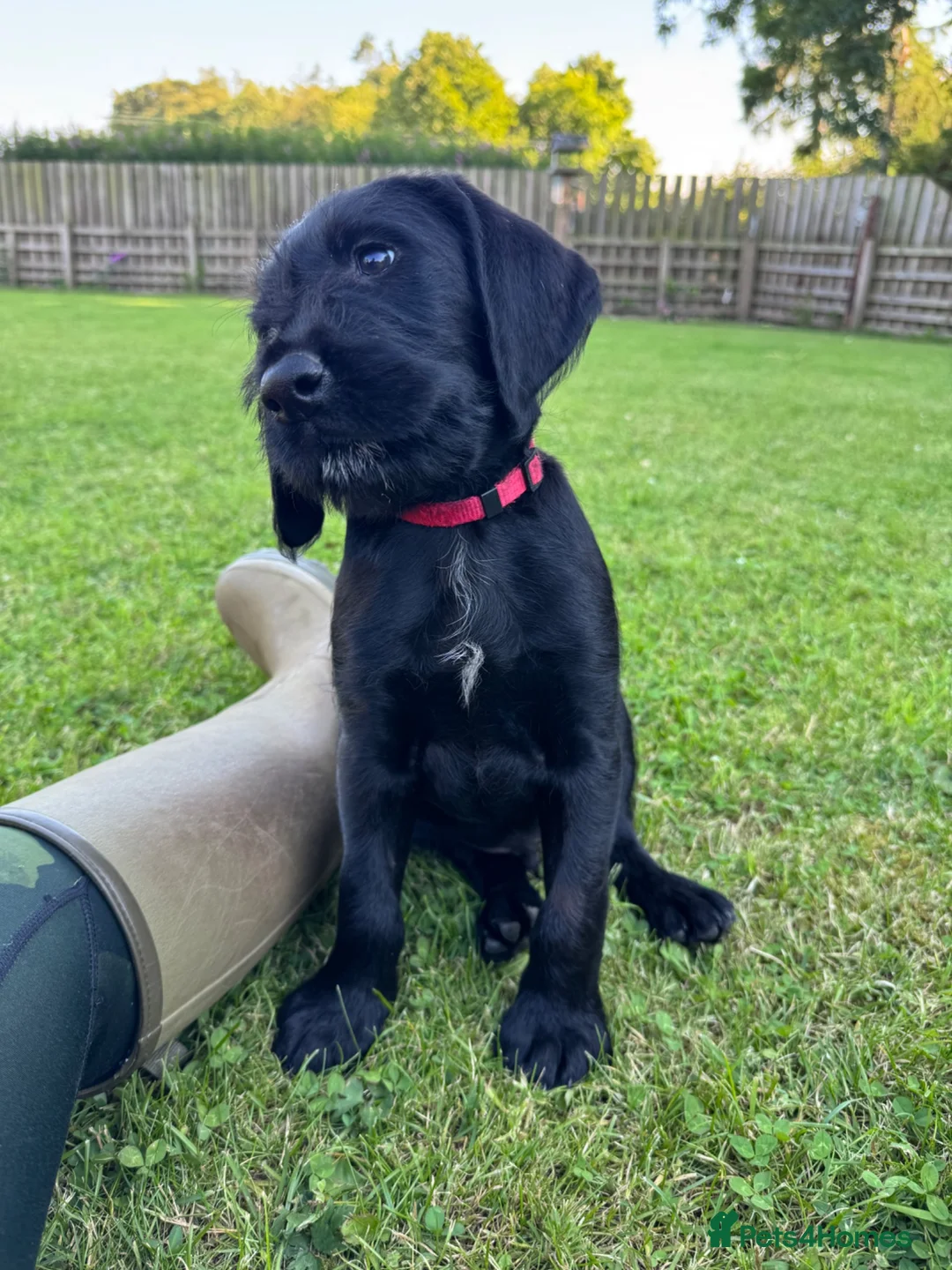 Mixed Breed dogs for sale: 🌟Ready Now🌟 GWPxLab - Advert 2