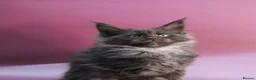 Maine Coon cats for sale: 🔥Black & Smoke Maine Coon Kittens🔥 - Advert 11