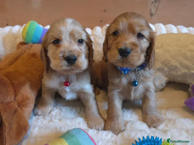 Cocker Spaniel dogs for sale: ⭐️ Show Type - Dna tested Puppies ⭐️ - Advert 3