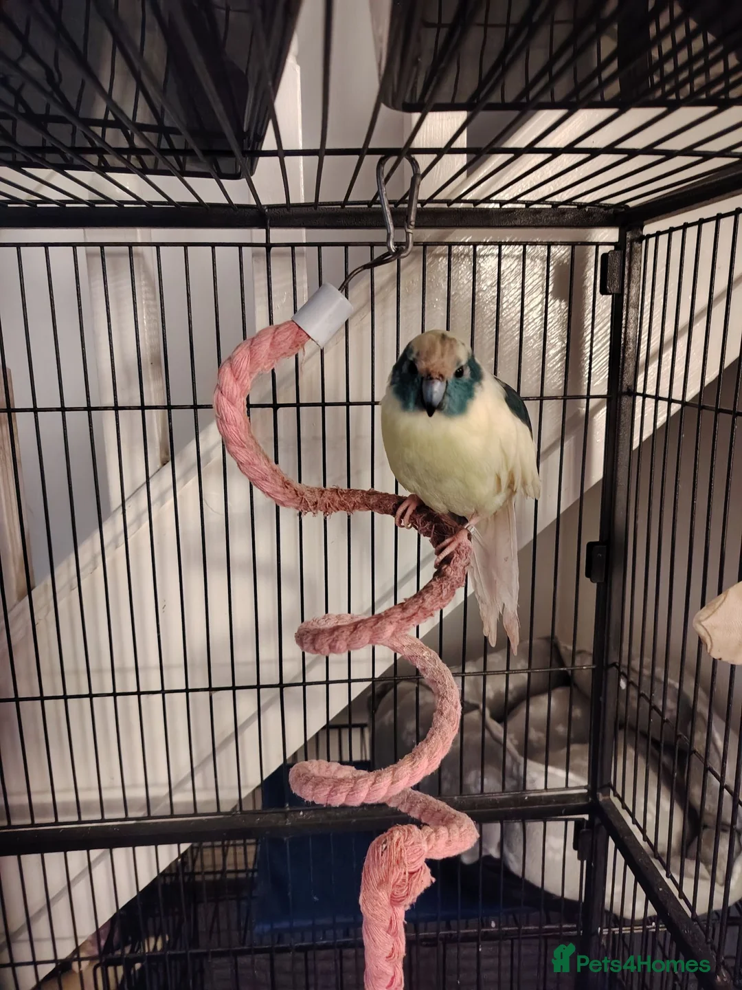 Parakeets birds for sale: Blue and teal parakeet kakariki in Leven - Advert 1