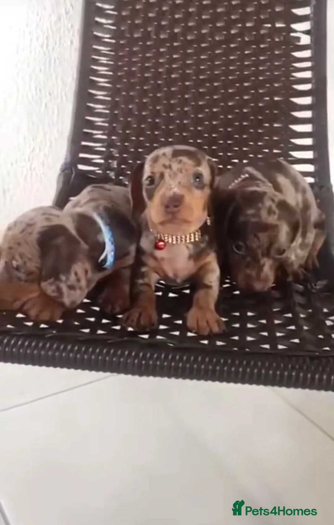 Miniature Dachshund dogs for sale: Beautiful miniature dachshund puppys in Edinburgh - Advert 1