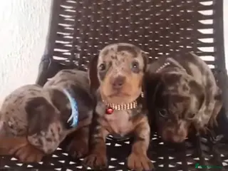 Miniature Dachshund dogs Beautiful miniature dachshund puppys - Advert 8
