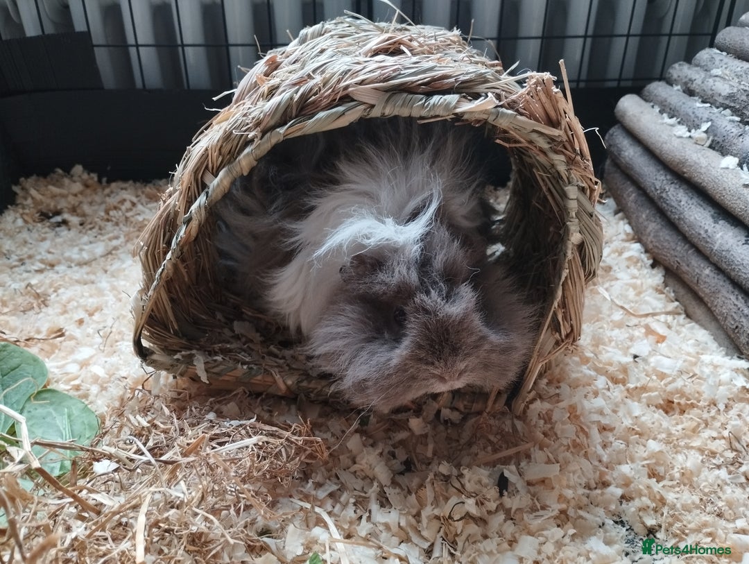 Guinea Pig rodents for sale: 2 young guinea pig girls and cage etc  - Advert 5