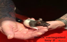 Rat rodents for sale: Baby hooded/variegated/dumbo fancy rats 🩶 - Image 13