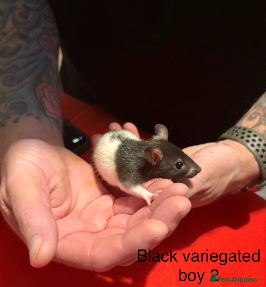 Rat rodents for sale: Baby hooded/variegated/dumbo fancy rats 🩶 - Image 13