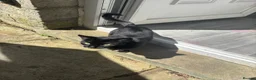 Bengal cats for sale: Year old melanistic bengal  - Advert 2