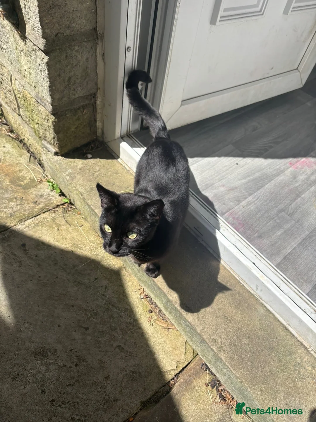 Bengal cats for sale: Year old melanistic bengal  - Advert 2