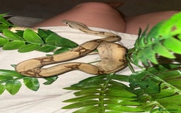 Boa Snake reptiles for sale: Male boa - Image 7