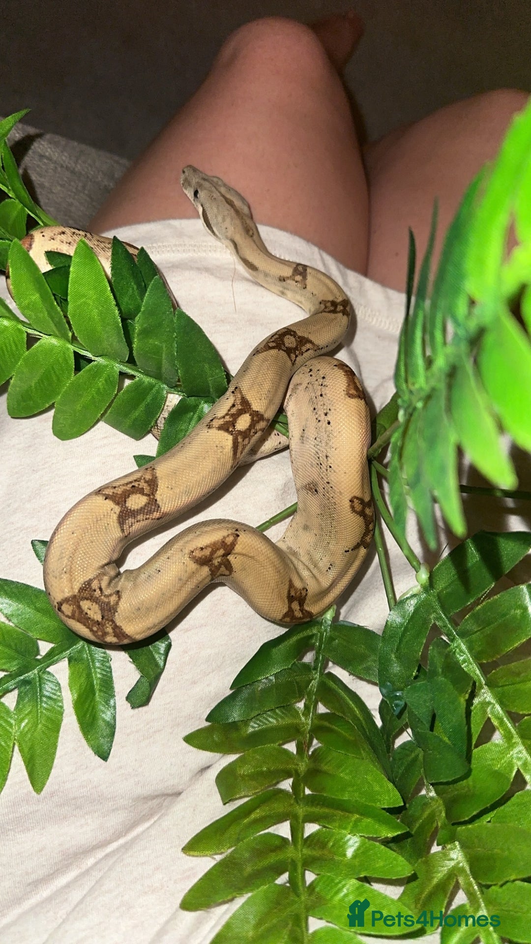 Boa Snake reptiles for sale: Male boa - Image 7