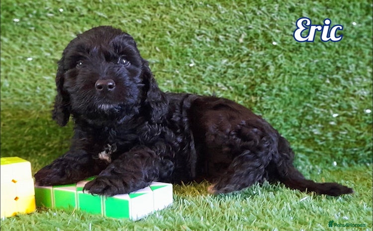 Cockapoo dogs Stunning F1 Cockapoos Available - Advert 15