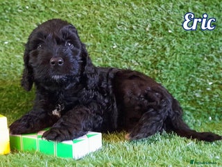 Cockapoo dogs Stunning F1 Cockapoos Available - Advert 11