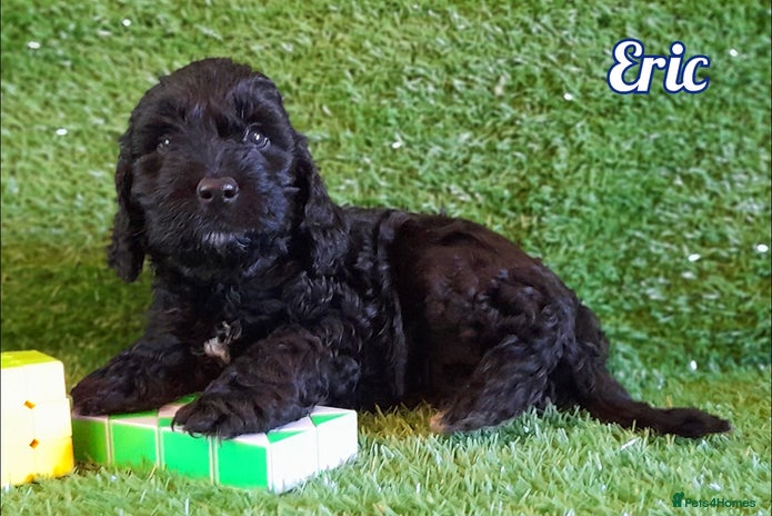 Cockapoo dogs Stunning F1 Cockapoos Available - Advert 15
