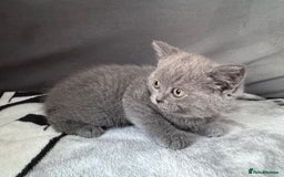 British Shorthair cats for sale: British shorthair Blue so beautiful  - Image 4