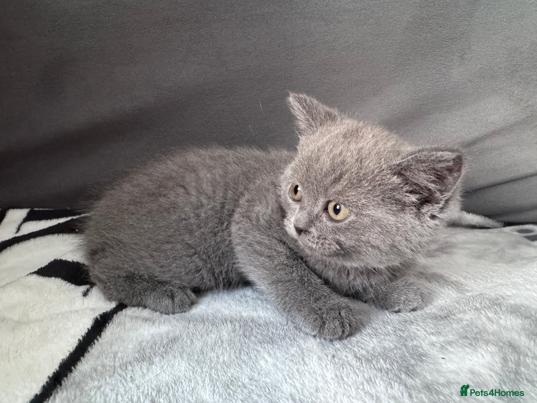 British Shorthair cats for sale: British shorthair Blue so beautiful  - Image 4