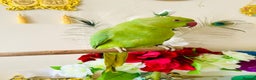 Ringnecks birds for sale: Hand Tamed/Untamed Gorgeous Ringneck for Sale - Advert 6