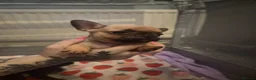 French Bulldog dogs for sale: Puppies  in Salford - Advert 7