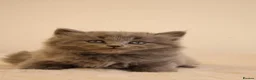 British Longhair cats for sale: British long hair kitten - Advert 9
