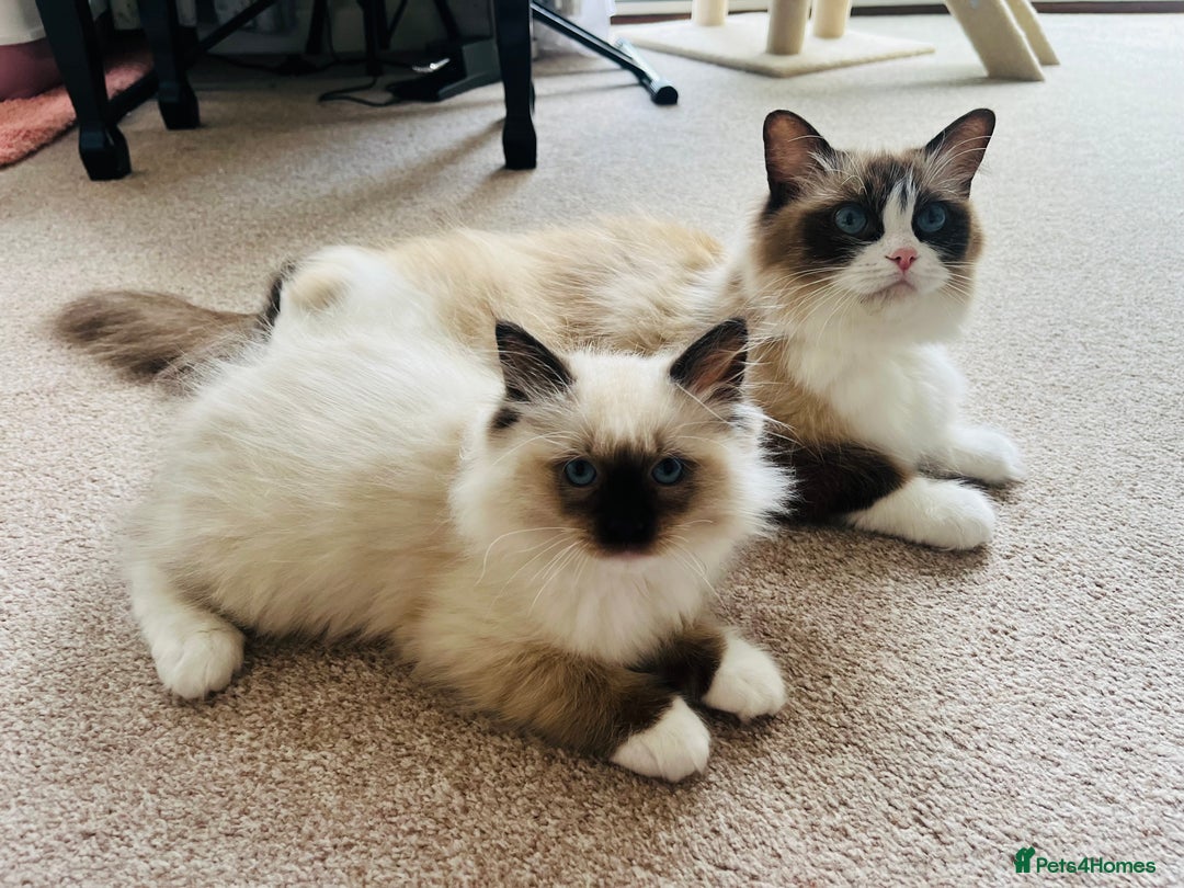 Ragdoll cats for sale: Beautiful, cute and clever male ragdoll kitten - Image 2