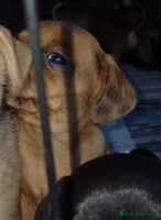 Mixed Breed dogs - Advert 7