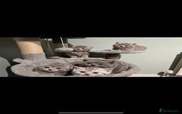 Scottish Fold cats for sale: Scottish fold and Scottish straight kitten - Advert 3