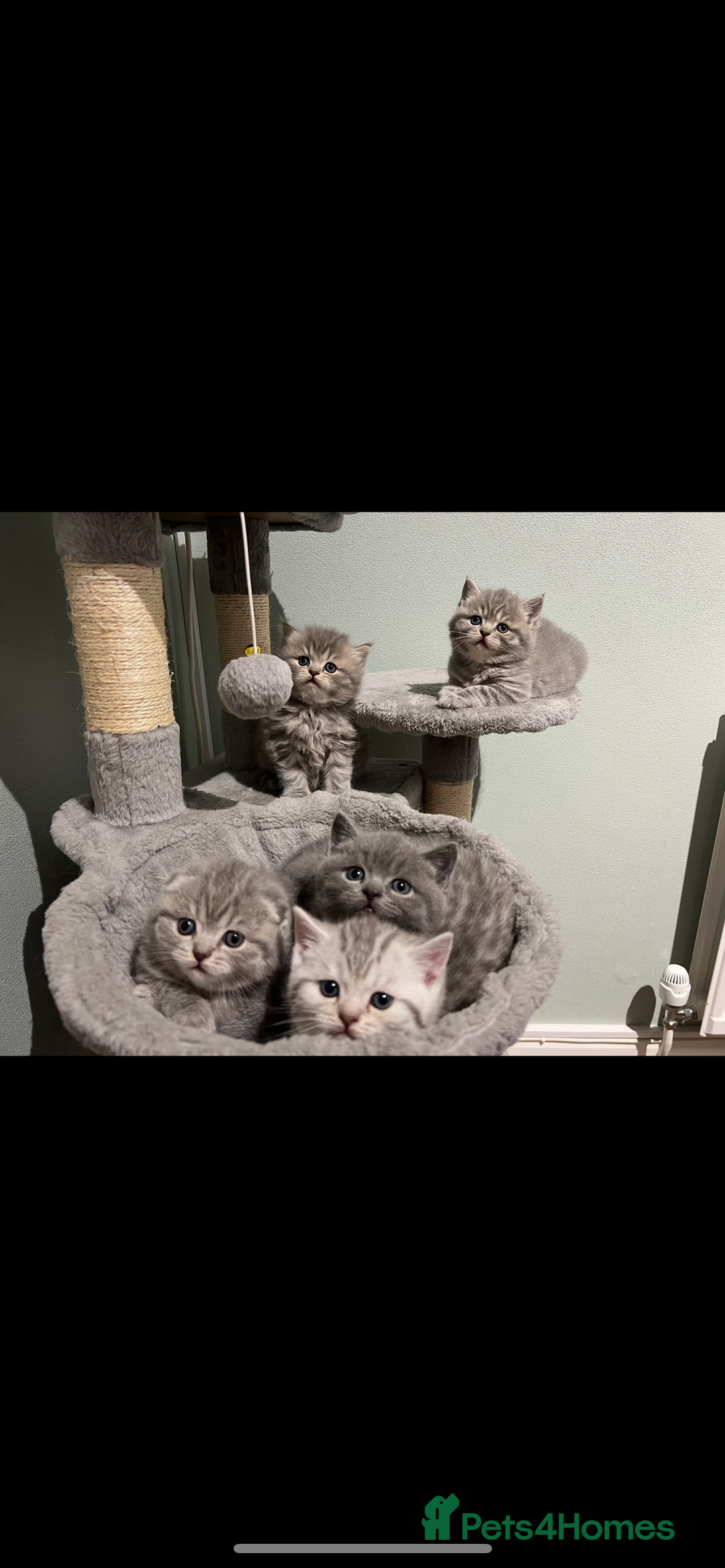 Scottish Fold cats for sale: Scottish fold and Scottish straight kitten - Advert 3