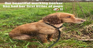 Cocker Spaniel dogs - Advert 9