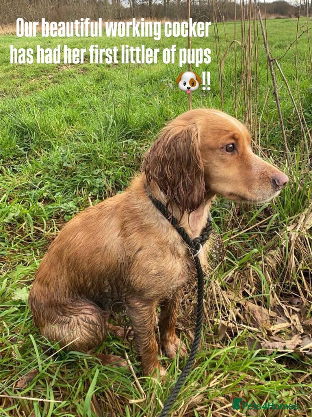 Cocker Spaniel dogs for sale: Working cocker spaniels -legally docked. - Image 2