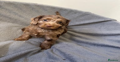 Cockapoo dogs F1 cockerpoo puppies  - Advert 6