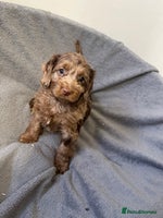 Cockapoo dogs F1 cockerpoo puppies - Advert 6