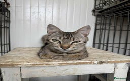Mixed Breed cats for adoption: Tessa the tabby. Norwich Norfolk  - Image 5