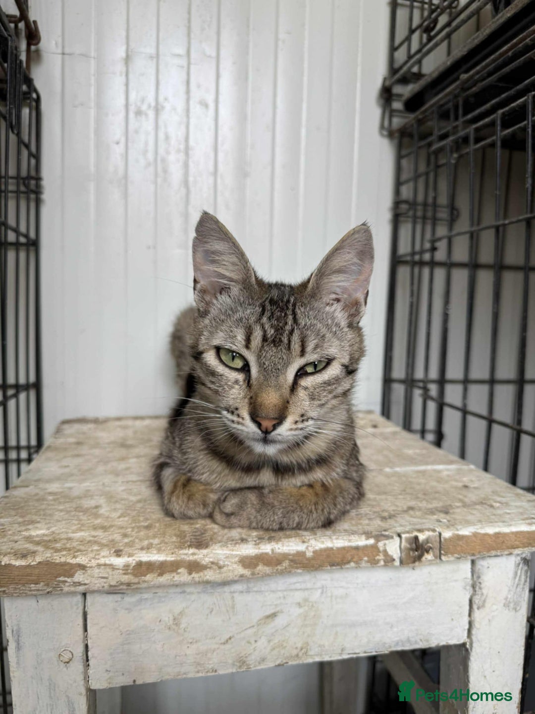 Mixed Breed cats for adoption: Tessa the tabby. Norwich Norfolk  - Image 5