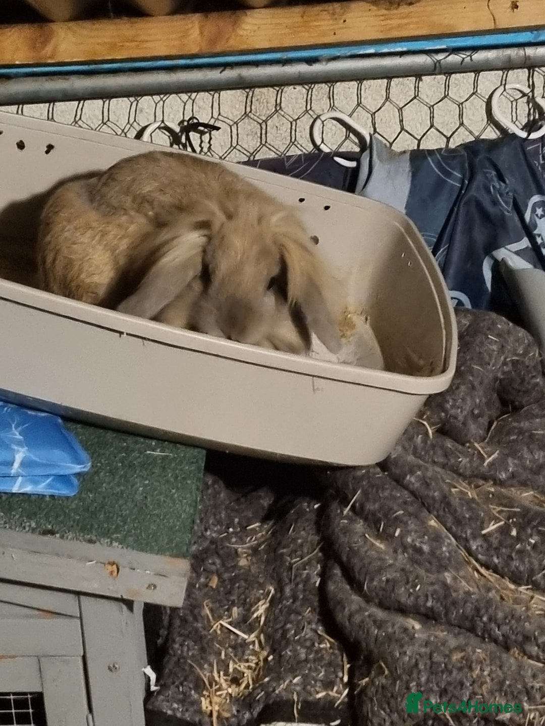 Lionhead rabbits for sale: Hi I am cocoa - Image 3