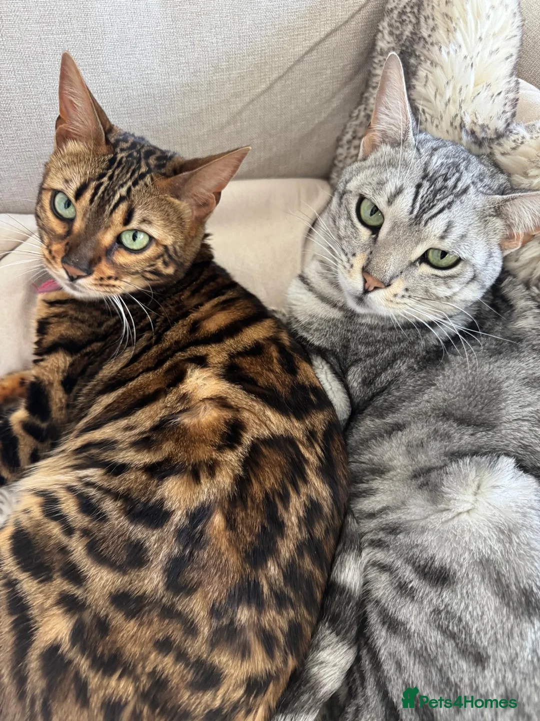 Bengal cats for sale: Female Pair of Bengal Cats - Advert 2