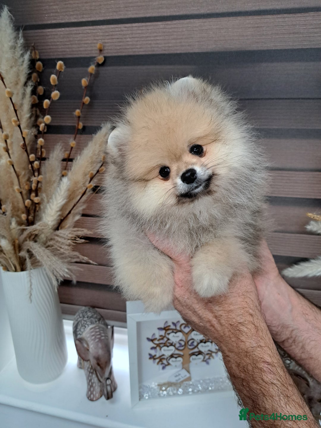 Pomeranian dogs for sale: Beautiful Pomeranian  - Image 9