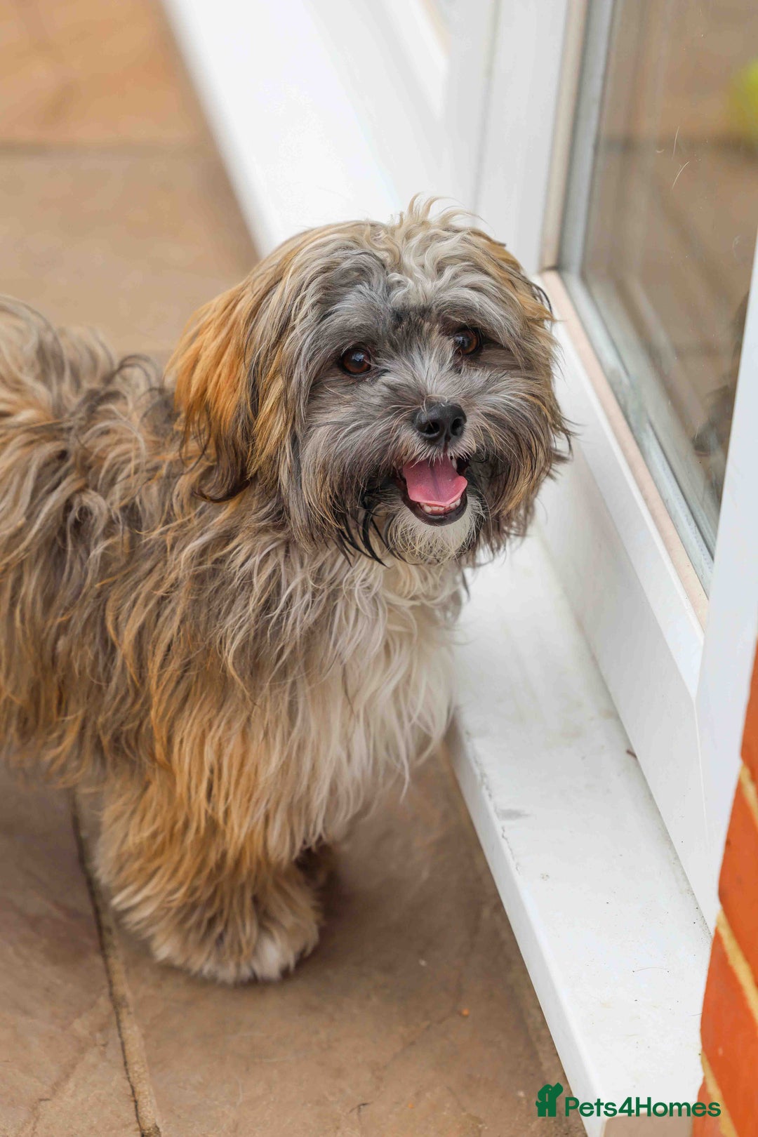 Mixed Breed dogs for adoption: Gilbert the hypoallergenic dog - Image 2