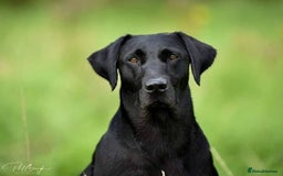 Labrador Retriever dogs for sale: Equal parts adventure and sofa buddies (Labradors) - Image 19