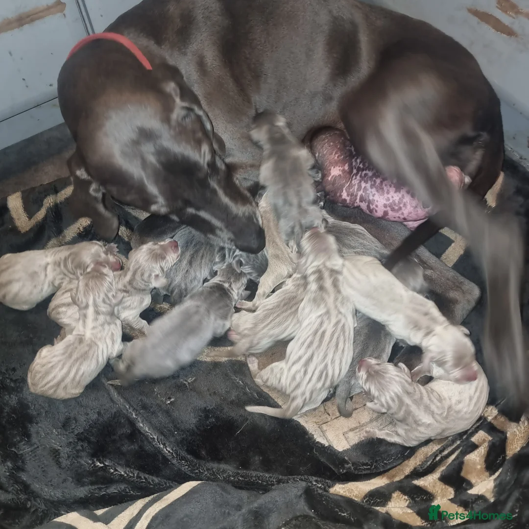 Weimaraner dogs for sale: Blue and Silver Weimaraner  - Advert 7