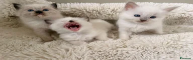 Ragdoll 3