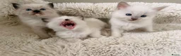 Ragdoll cats for sale: 3 beautiful ragdoll babies! - Advert 14