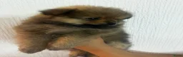 Pomeranian dogs for sale: 🐾 5 Pom Puppies Looking for Their Forever Homes  in Plymouth - Advert 18
