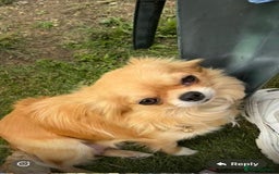 Chihuahua dogs for sale: KC Champion Lines Miniature Chihuahua Puppies - Image 26