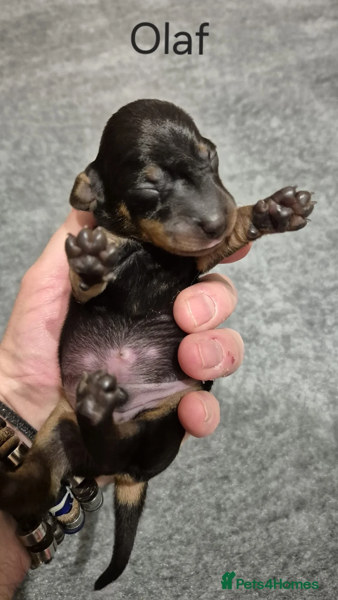 Miniature Dachshund dogs for sale: 7 mini dachshunds Exeter Devon  - Advert 10