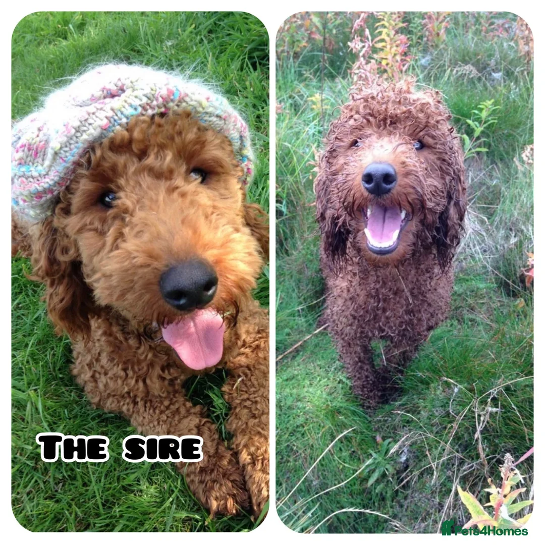 Goldendoodle dogs for sale: F1 Miniature Goldendoodle's 100% DNA Health-Tested - Image 8